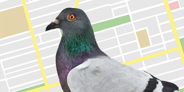 Google Pigeon Update